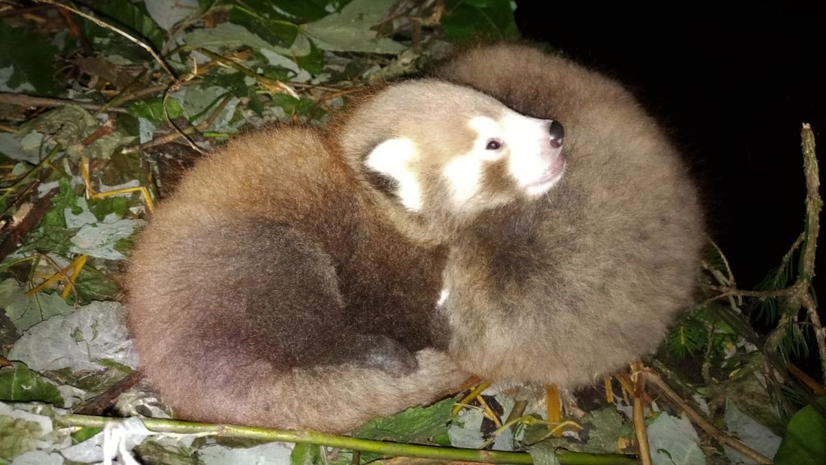 V liberecké zoo se narodila dvojčata ohrožené pandy červené